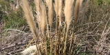 Cortaderia jubata