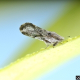 Asian Citrus Psyllid